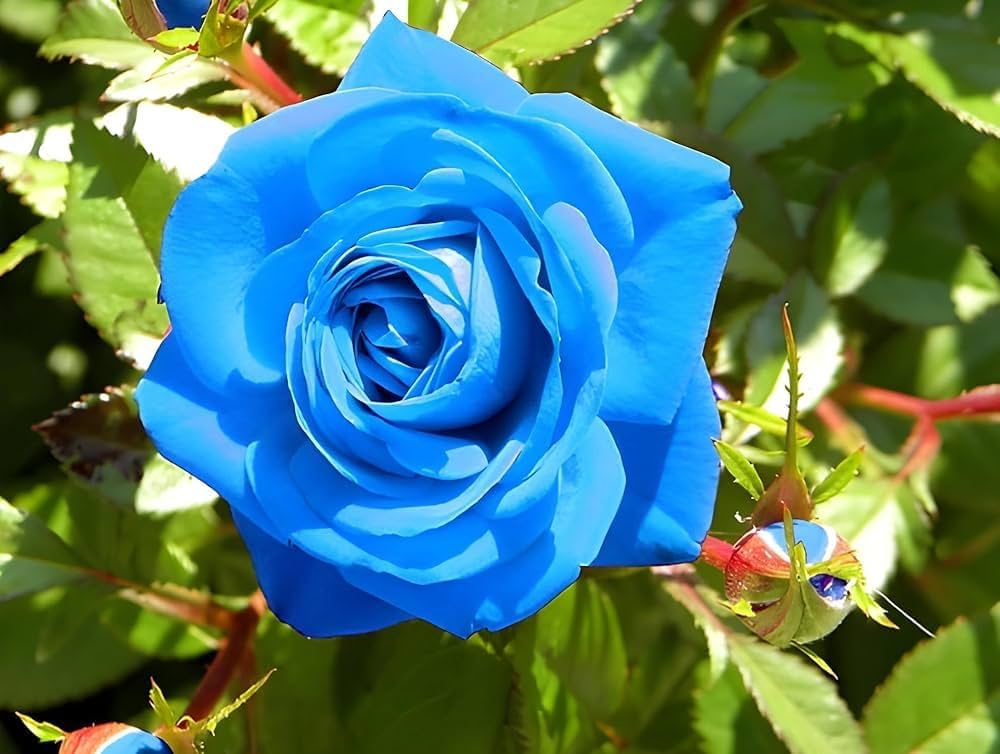 Light blue rose seeds Rosa for patio or home garden planting
