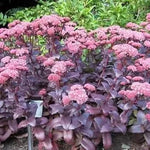 Pink Sedum Telephium Plant Seeds for Planting - NON GMO Seeds Dhara Seeds