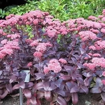 Pink Sedum Telephium Plant Seeds for Planting - NON GMO Seeds Dhara Seeds