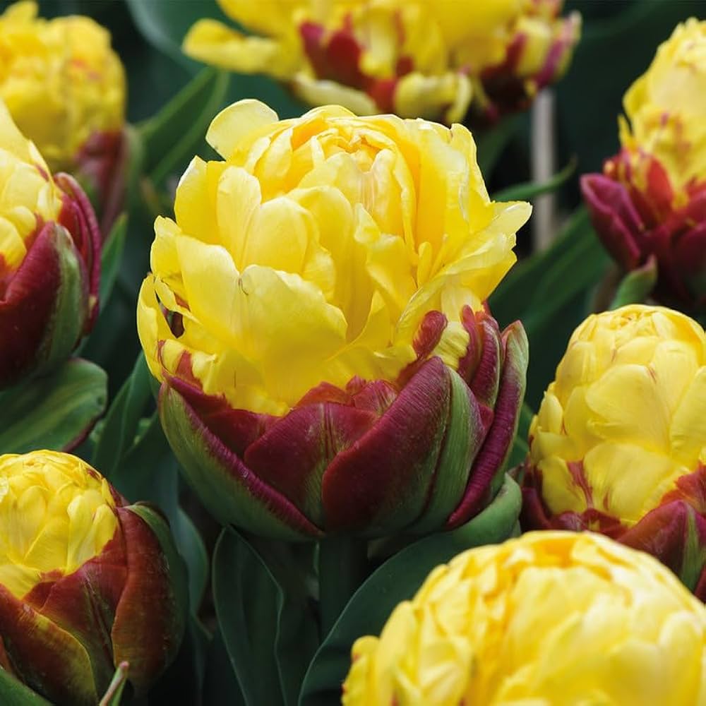 Tulip ice cream-like flower bulbs for perennial garden