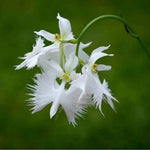 Egret Orchid Flower Seeds for Planting - NON GMO Seeds Dhara Seeds