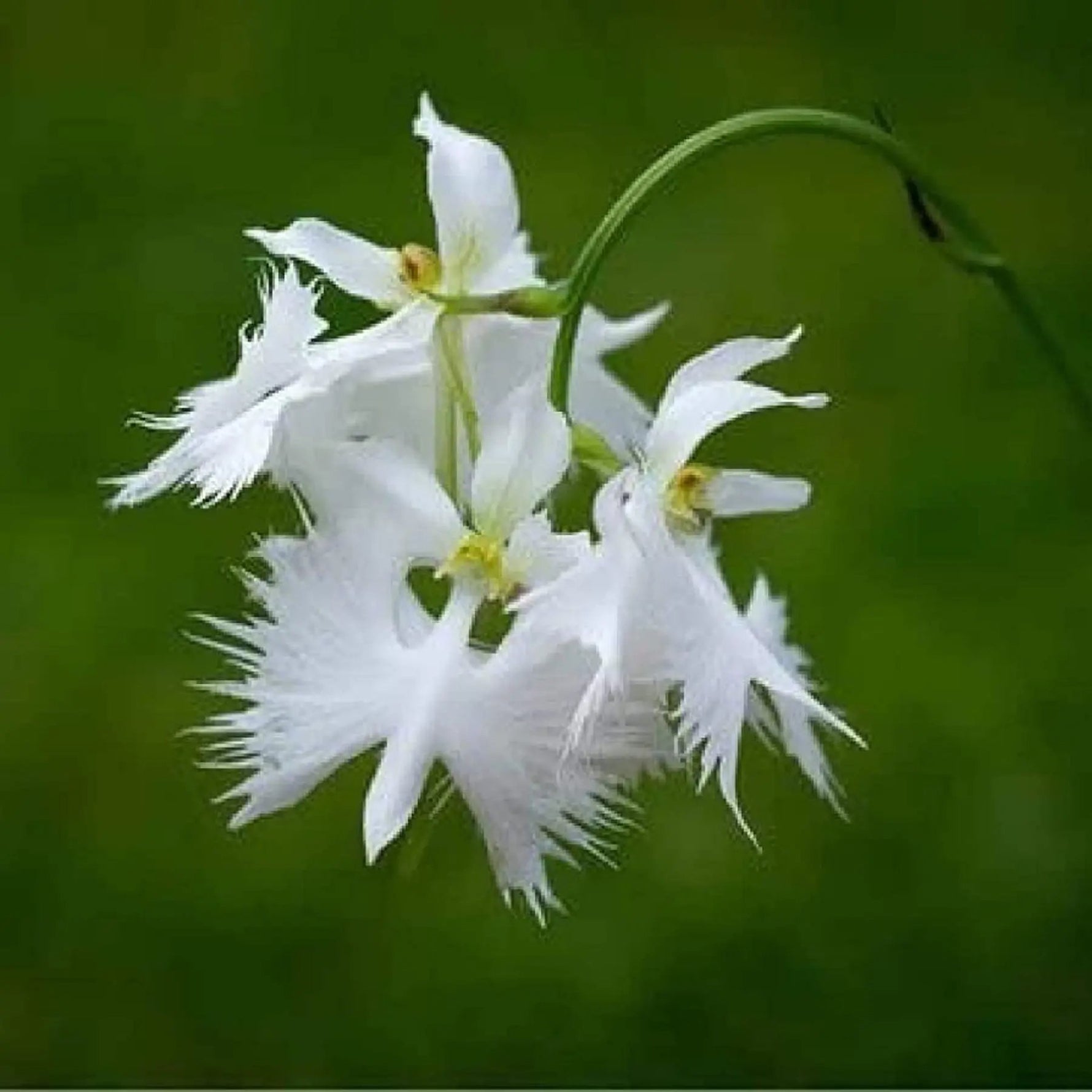 Egret Orchid Flower Seeds for Planting - NON GMO Seeds Dhara Seeds