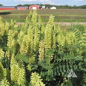 Light Green Astragalus Flower Seeds for Planting - 100 seeds for planting in home garden
