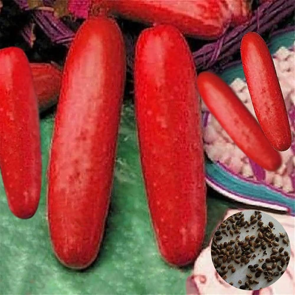 Hmong Red Cucumber Seeds for Asian Garden