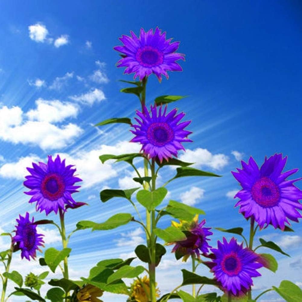 Purple Sunflower Seeds