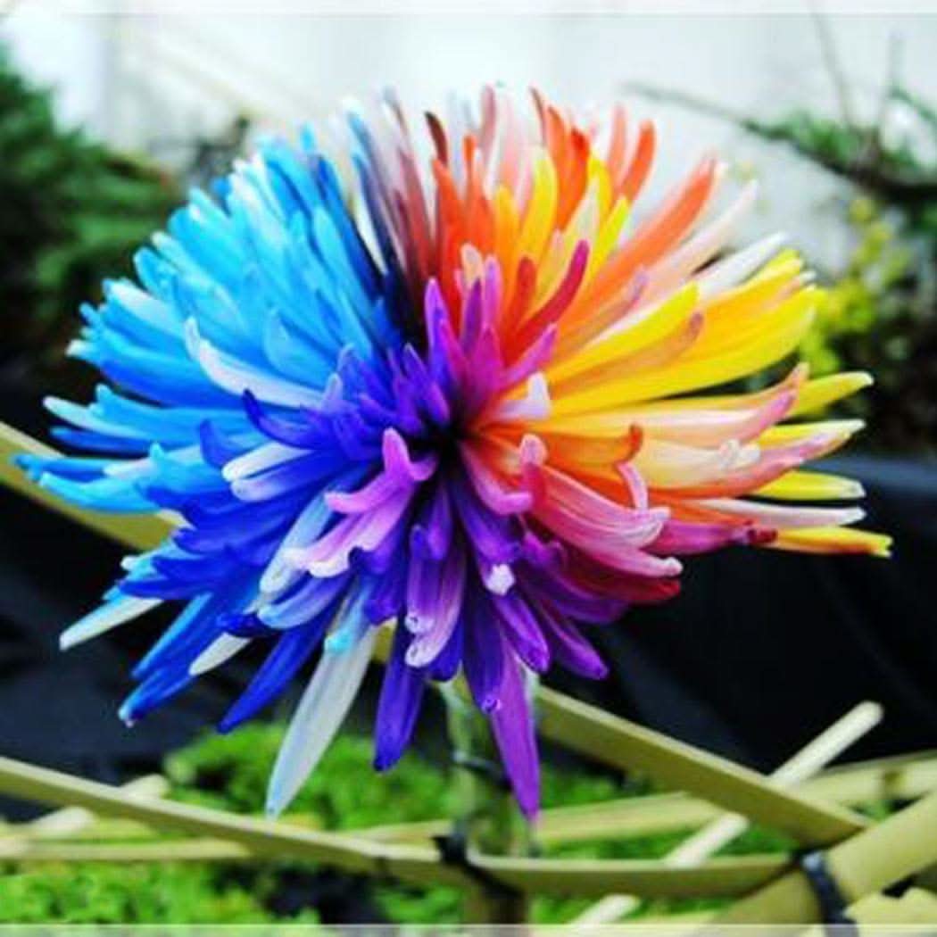 Rainbow Chrysanthemum Himalayan Orchid Flowering Seeds For Planting