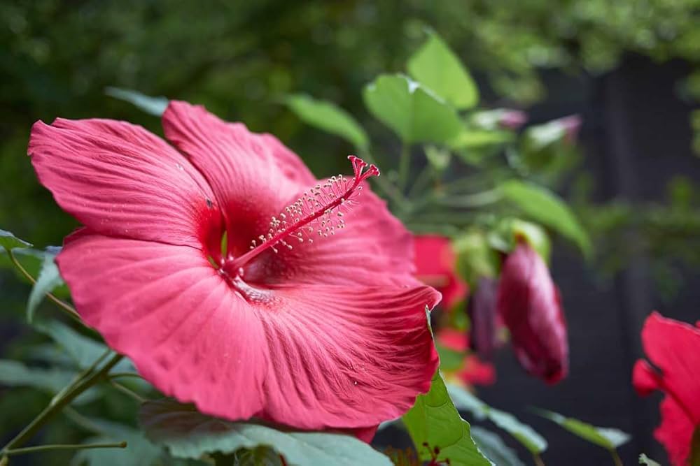 Red Pink Purple Hibiscus Flower Seeds Giant Exotic Blooms for Colorful Garden Planting