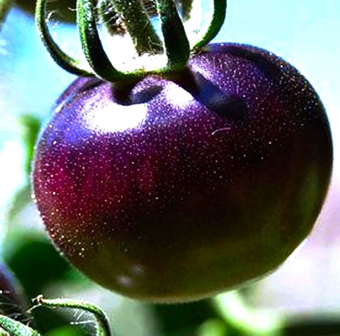Tree Tomato Climbing Variety Purple Fruit Seeds