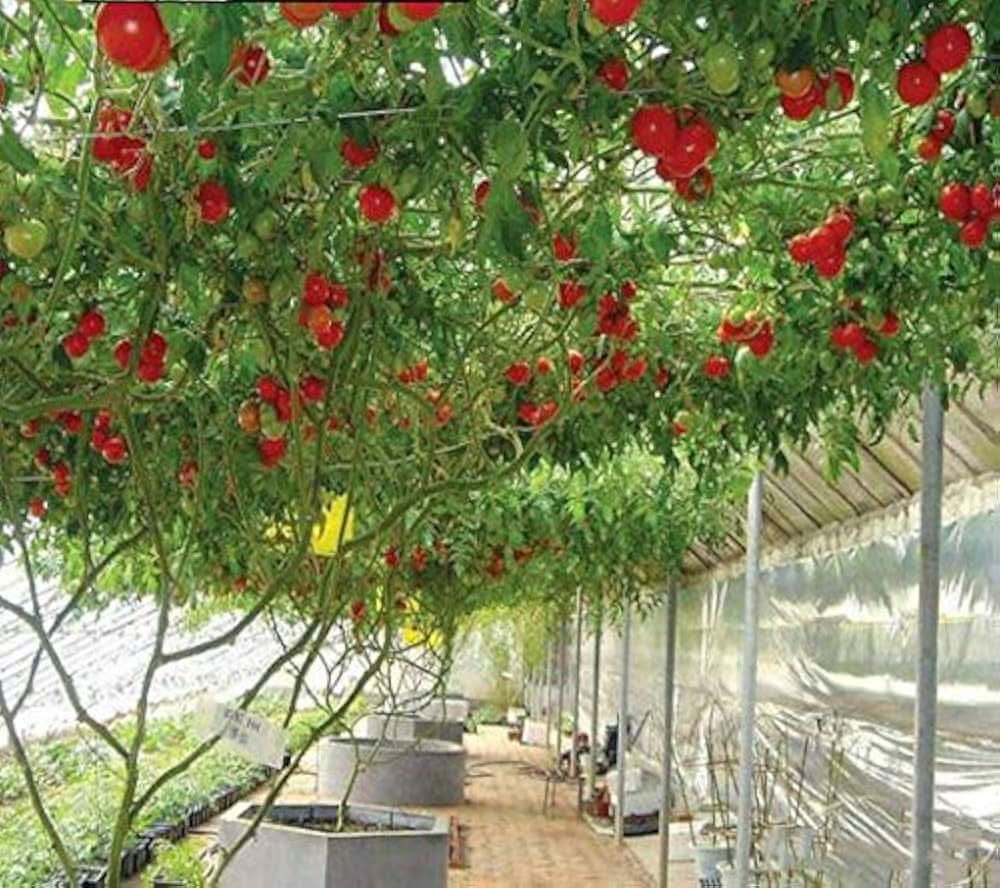Tree Tomato Climbing Variety Burgundy Fruit Seeds