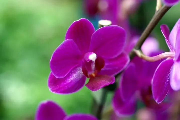Violet Phalaenopsis Orchid Seeds for Planting - NON GMO Seeds Dhara Seeds
