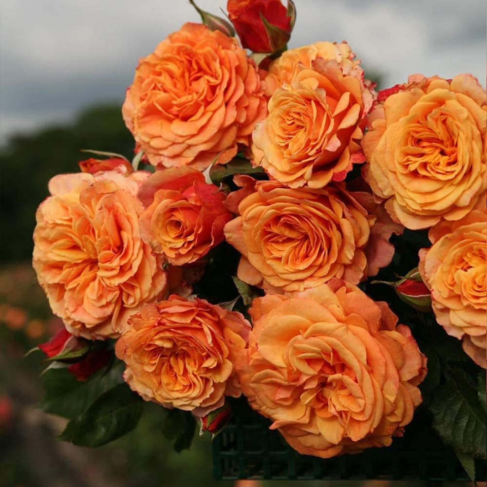 Goldish Yellow Rose Flower Seeds Non-GMO Heirloom Garden Seeds for Planting and Growing
