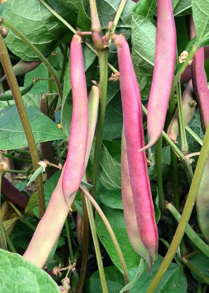 Bean Phaseolus Vulgaris Pink Half Runner Vegetable Seeds for Planting – Vegetable Seeds for Kitchen Garden and Trellis Growing
