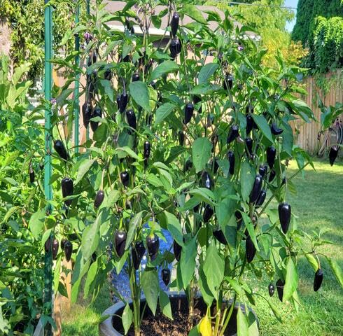 Black Chilli - Heirloom, Non - Gmo Seeds