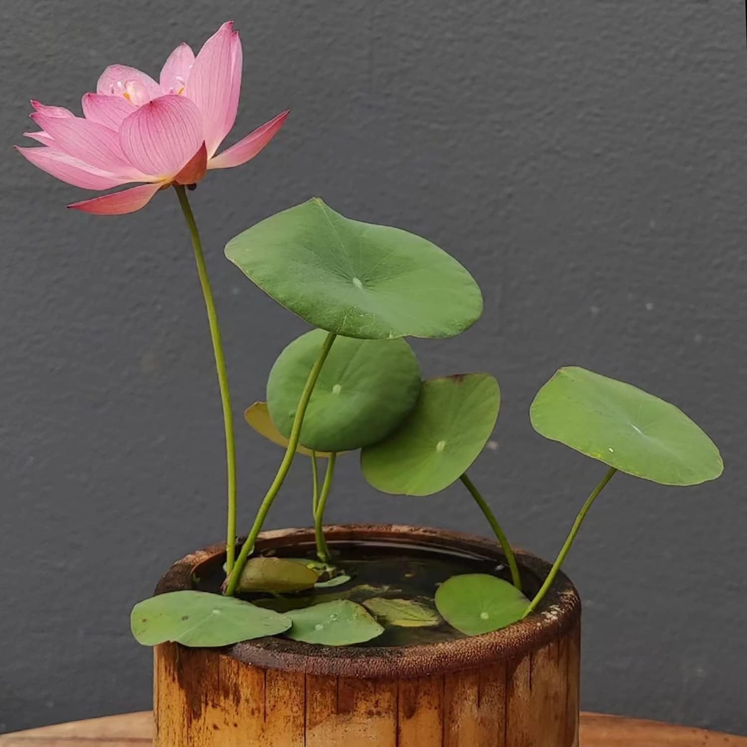 Water Lily (Any Color) - Plant Seeds