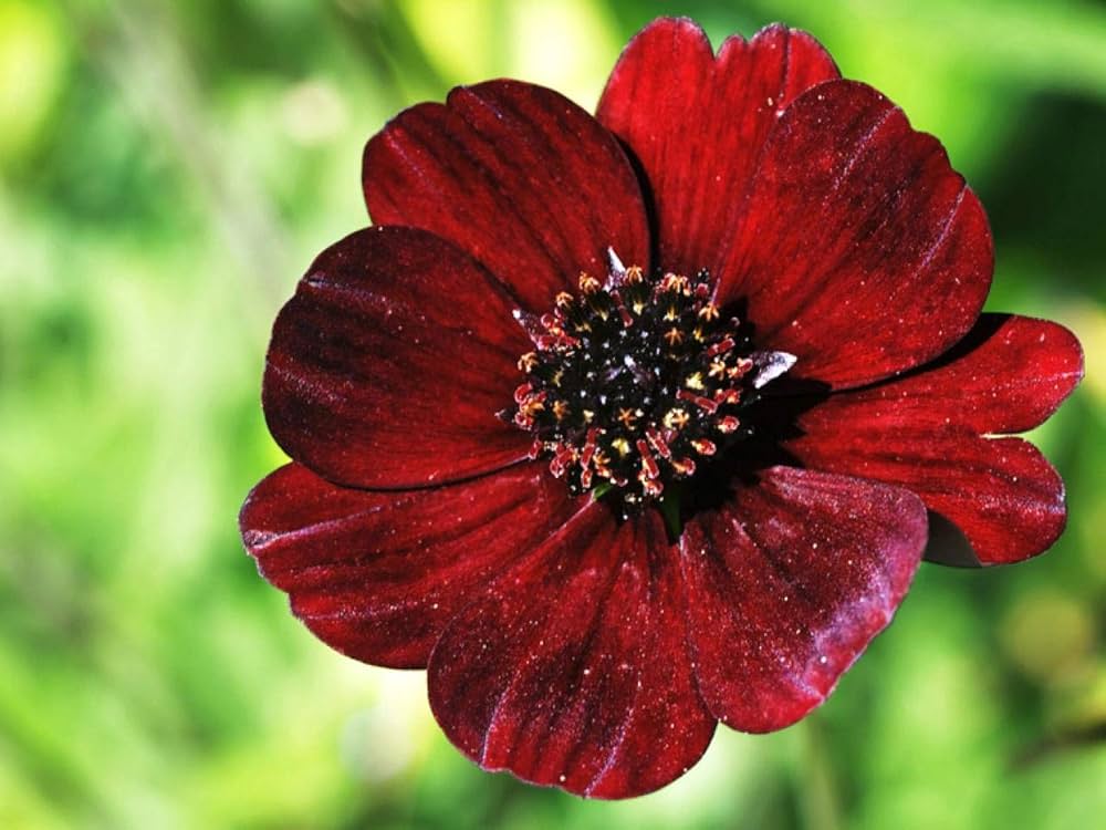 Chocolate Cosmos Cosmos atrosanguineus Seeds for Planting in Flower Bed