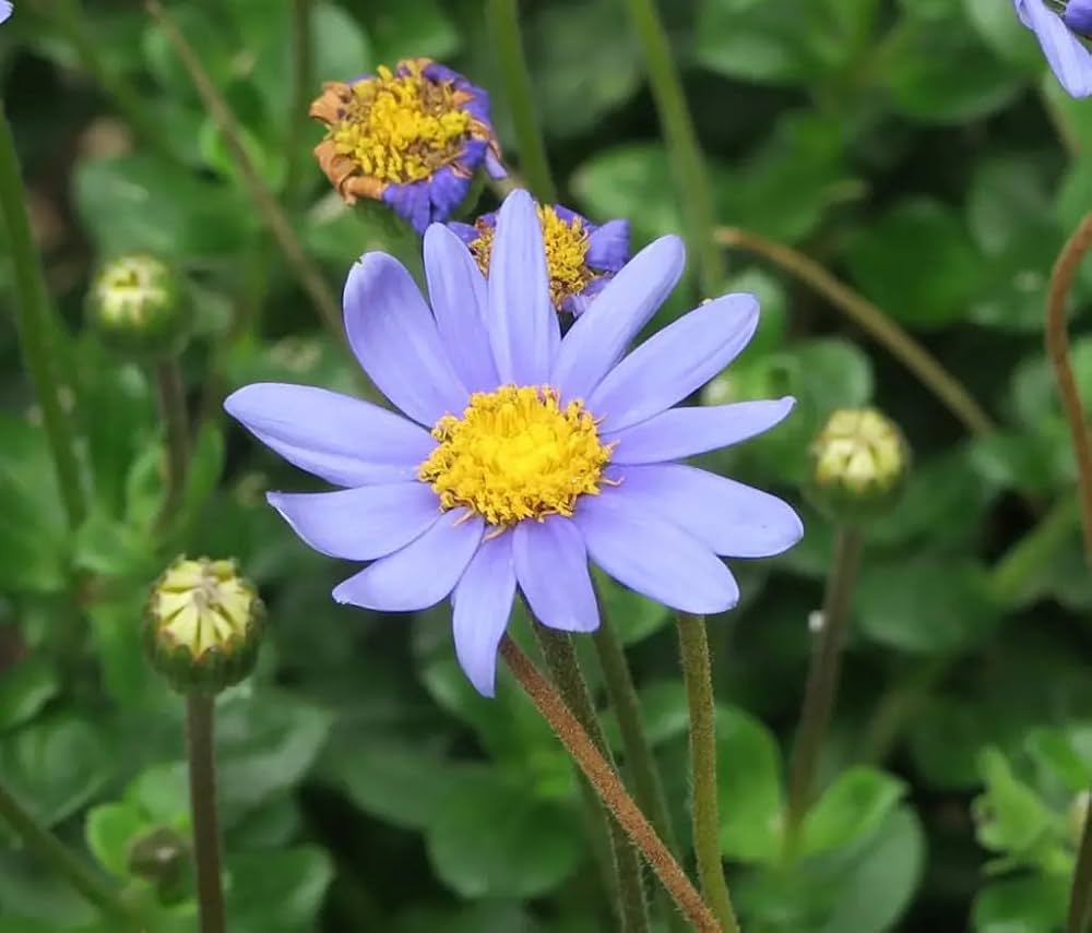 Daisy Felicia Amelloides Blue Flower Seeds for Planting