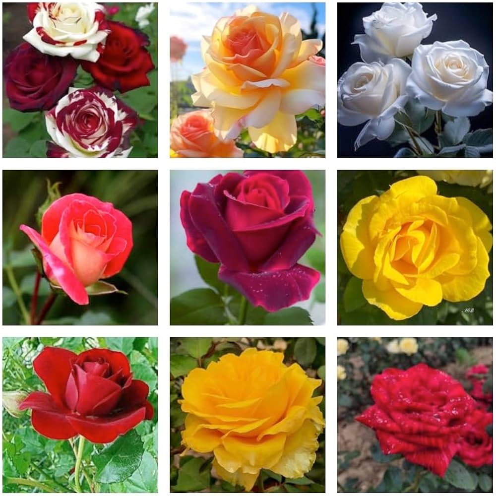 Multi-Color Rose Garden Balcony Flower Seeds ( )