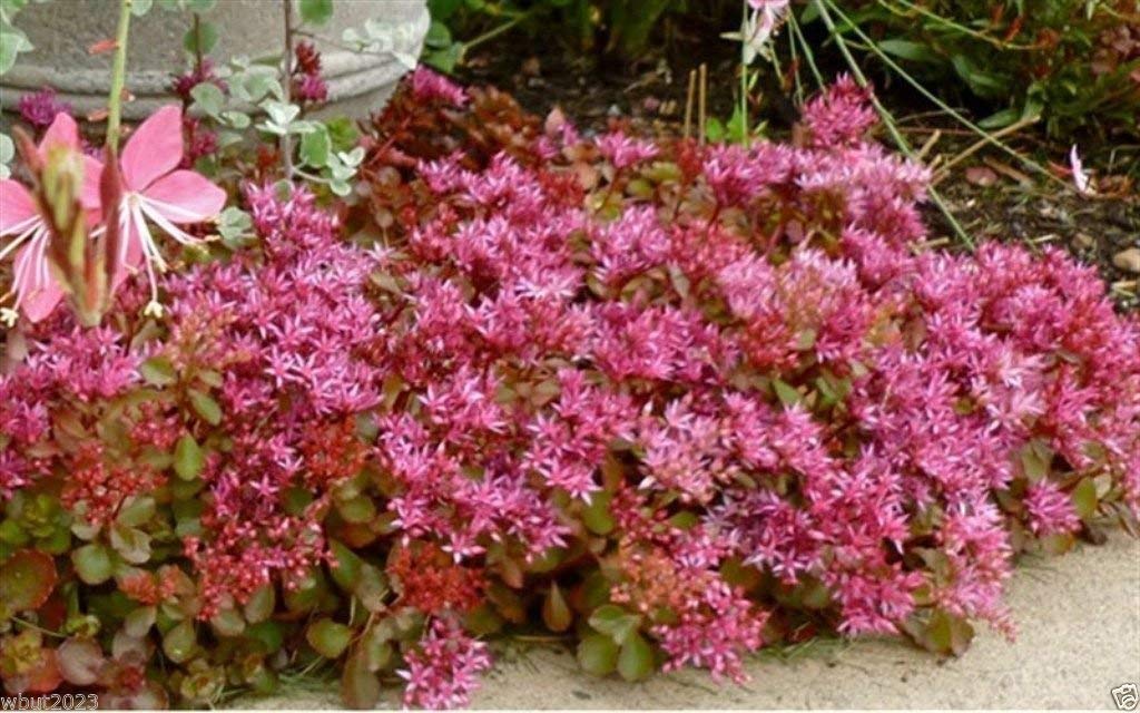 Spurium Coccineum Seeds – Colorful Groundcover-Heirloom & Non-GMO Seeds for planting – Fresh Herb for Your Garden