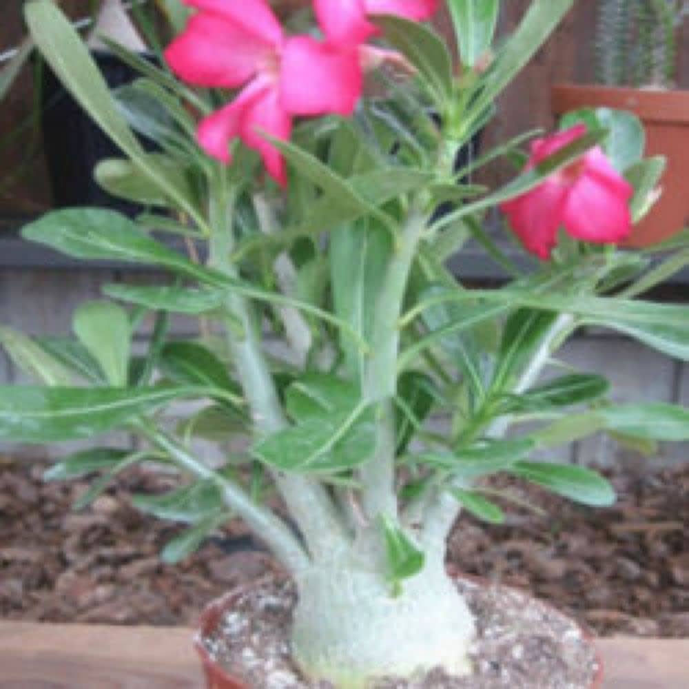 Adenium Obsum Desert Rose Viola d'Or Triplo seeds