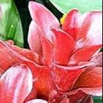 Red Curcuma Aeruginosa Plant Seeds for Planting -NON GMO Seeds for planting in home garden