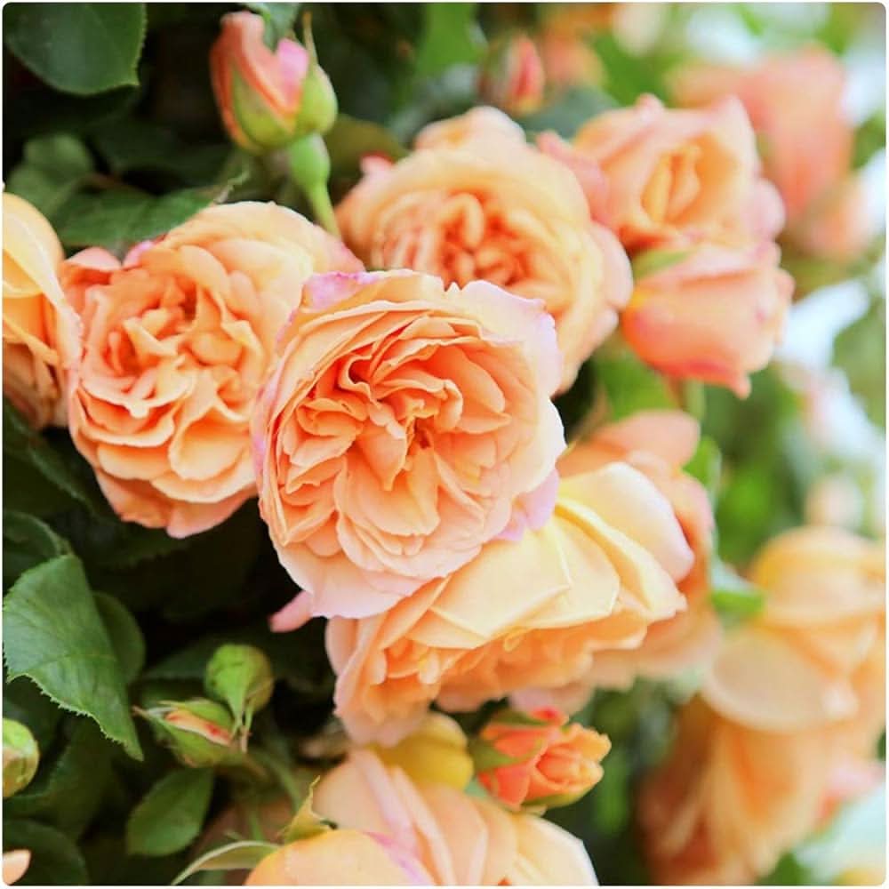 Climbing Rose Light Cream Hybrida Flower Seeds for Planting in Home Garden and Trellises