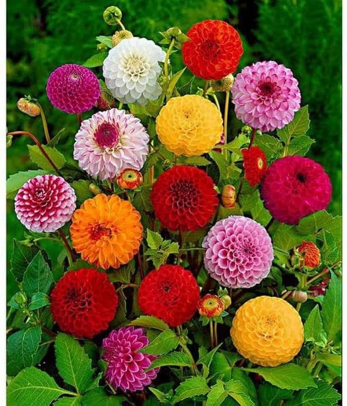 Dahlia Dandy Mix ( Seeds, Cutting Flowers)