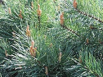 Green Scots Pine - Heirloom, Non - Gmo Seeds