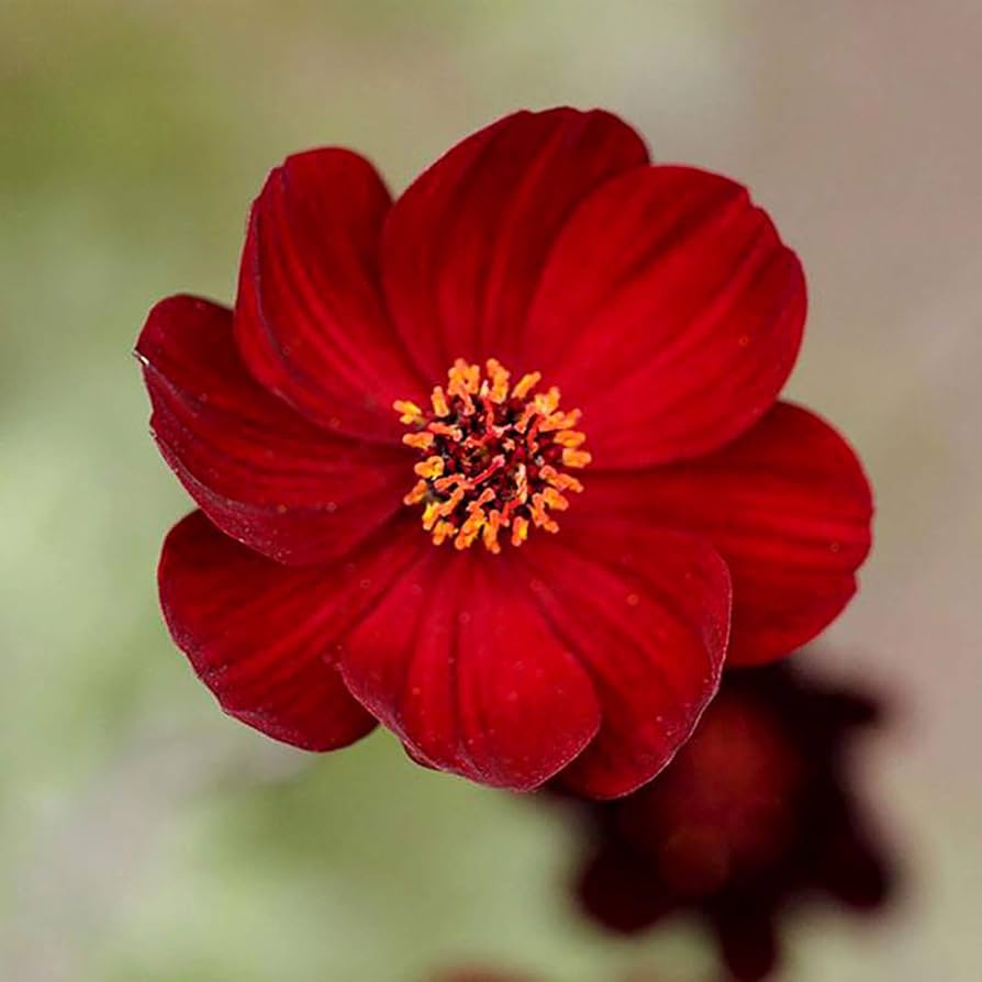 Chocolate Cosmos Flower Seeds for Planting