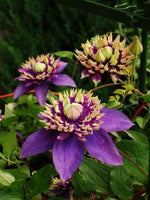 Climbing Clematis flowering vine seeds for garden