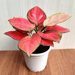 Aglaonema Red Flower Seeds for Planting - NON GMO Seeds Dhara Seeds