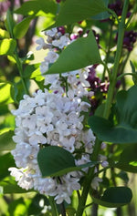 Lilac Flower Seeds for Planting -NON GMO Seeds Dhara Seeds
