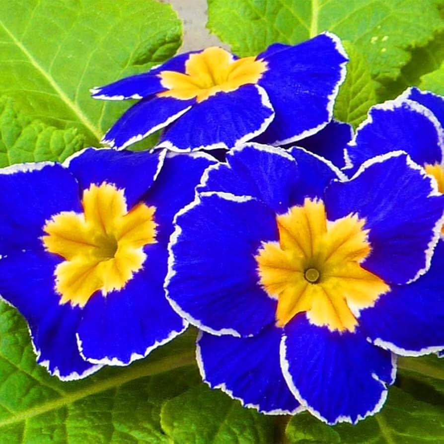 Blue Evening Primrose Sundrops Rare Flowering Seeds For Planting