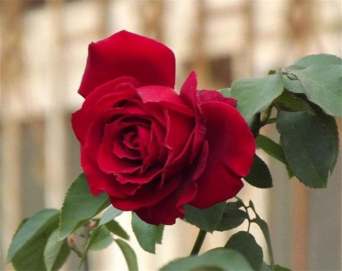 Rose Rosa Hybrida Red Flower Seeds for Planting