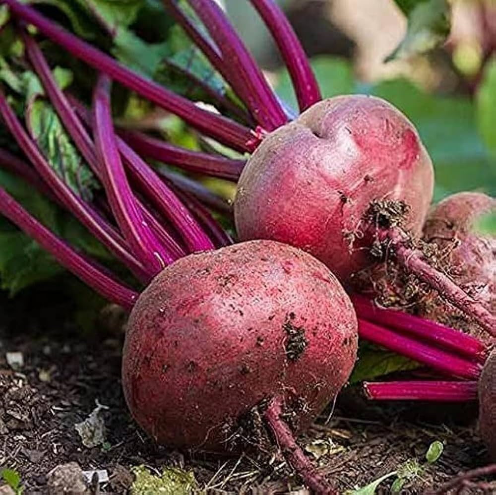 Sugar Beetroot Garden Seeds for Planting for Home Garden