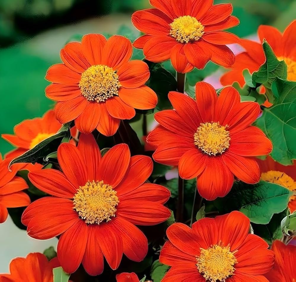 Mexican Sunflower Tithonia Seeds (Mexikanische Sonnenblumenkerne)
