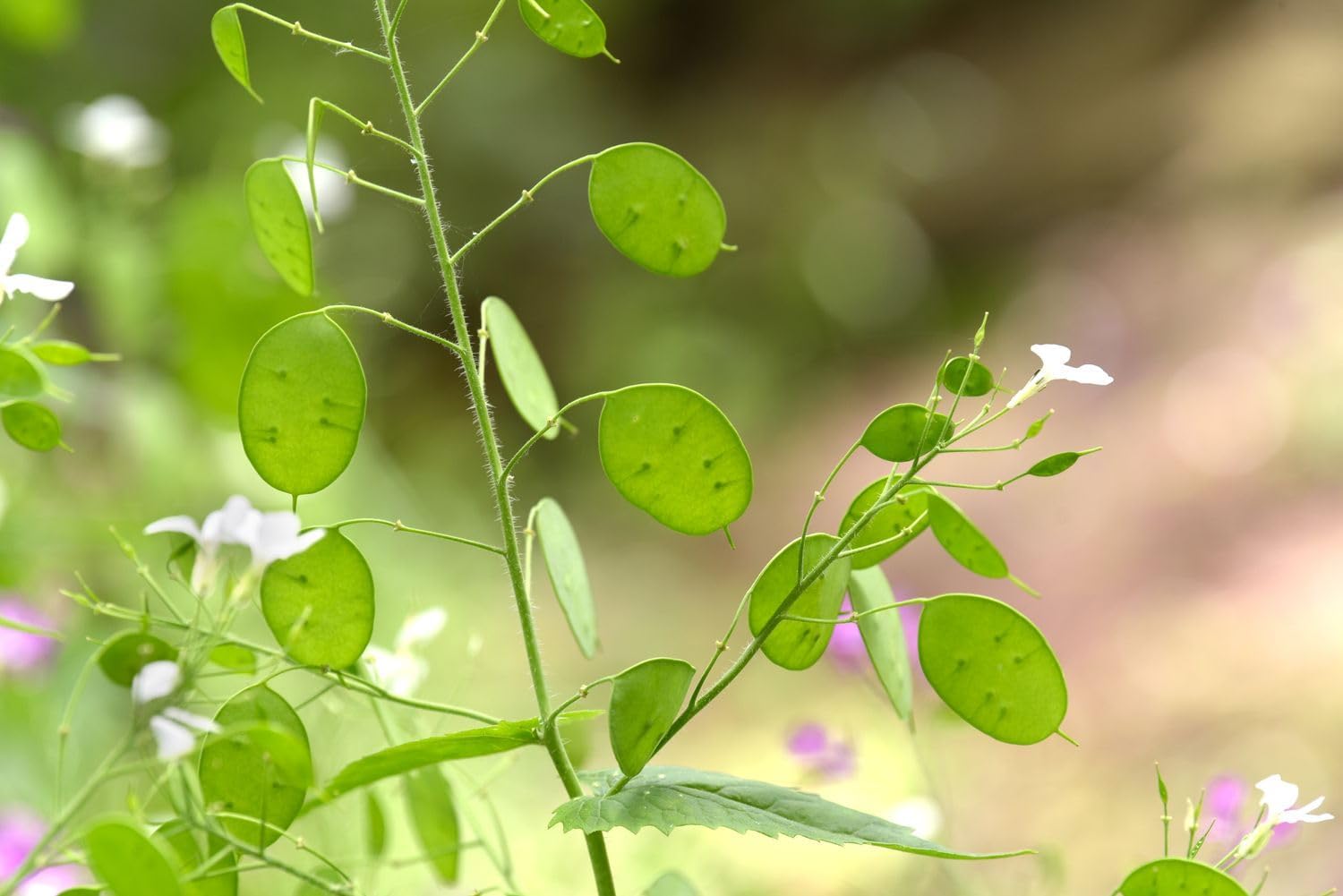 Lunaria Plant Seeds for Planting - NON GMO Seeds seeds for planting in home garden