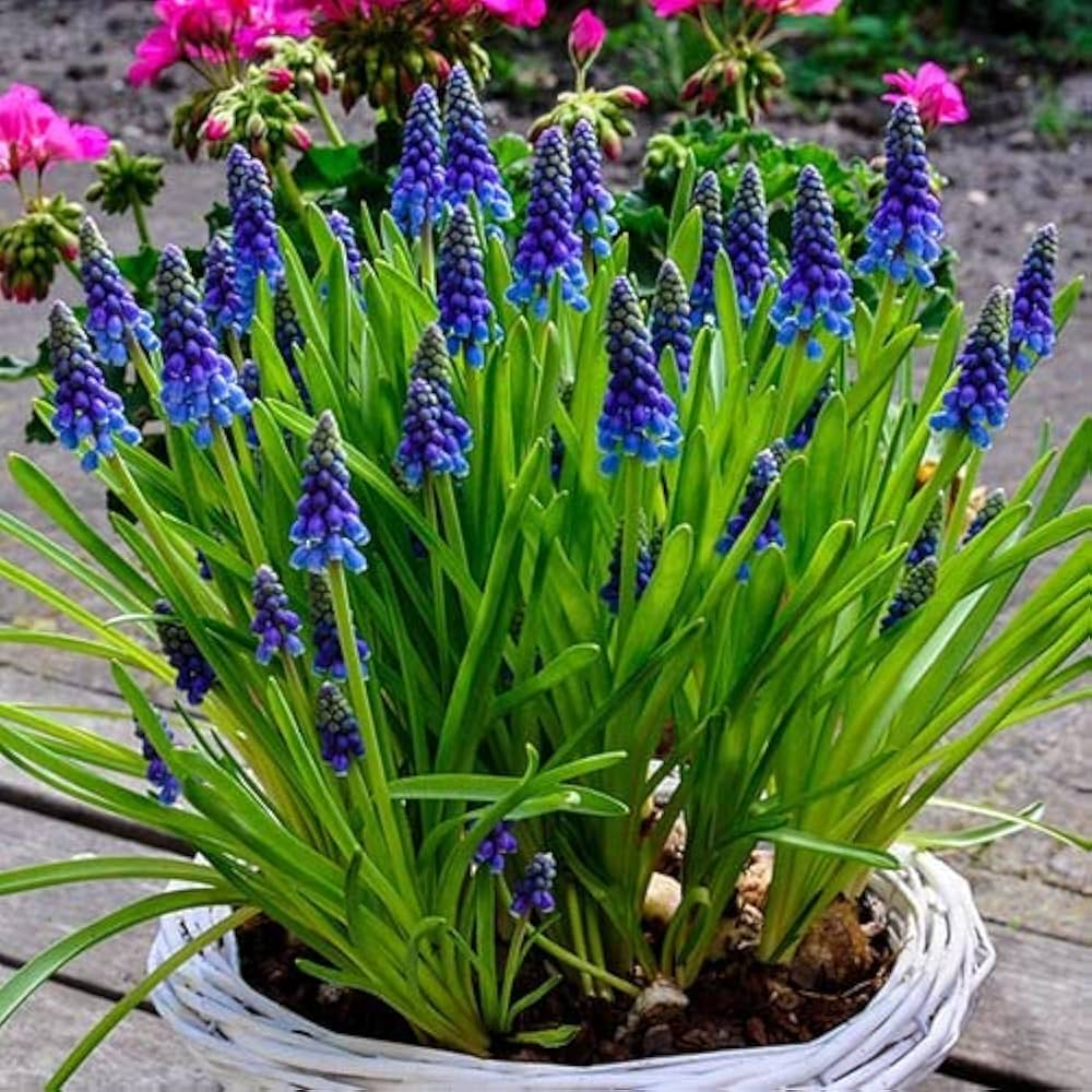 Grape Hyacinth Bulbs (Muscari) - Armeniacum