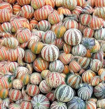 Kajari melon fruit seeds