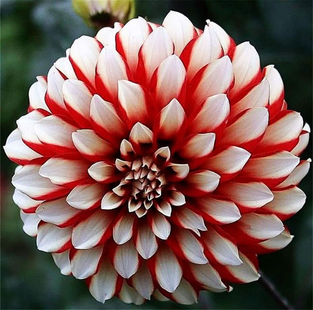 Rainbow Dahlia Pinnata Flowering Seeds For Planting in home garden and seasonal flower beds