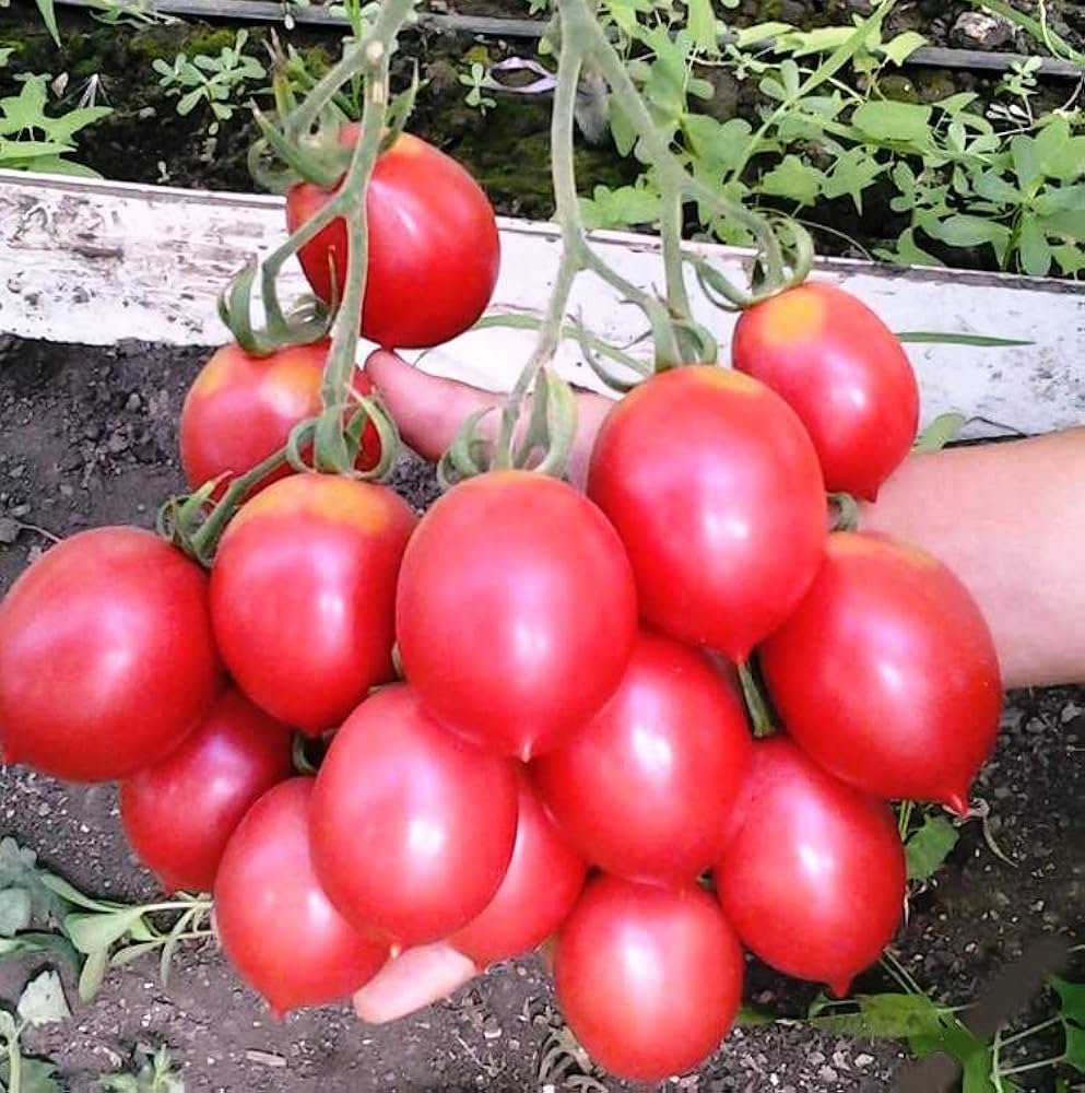 Grappoli D'Inverno Kirschtomate Seeds for Winter Tomato Gardening