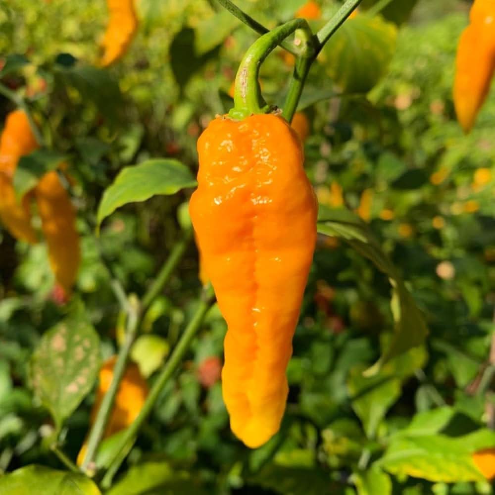 Yellow Bhut Jolokia pepper plant from seeds with fiery yellow ghost peppers