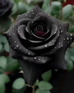 Black Rose Bonsai seeds growing into rare miniature rose trees with deep, dark blooms, perfect for dramatic indoor bonsai displays