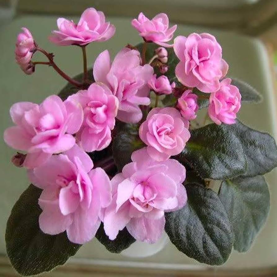 Organic Light Pink African Violet Flower Seeds for Planting – Heirloom, Non-GMO for planting in your garden.
