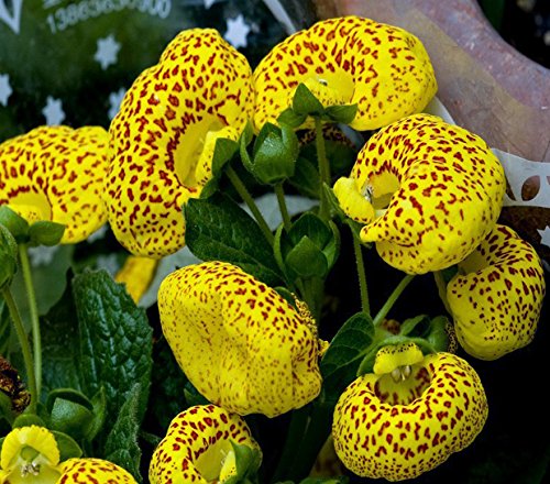 Slipper Flower Fashion Seeds Pieces for Planting