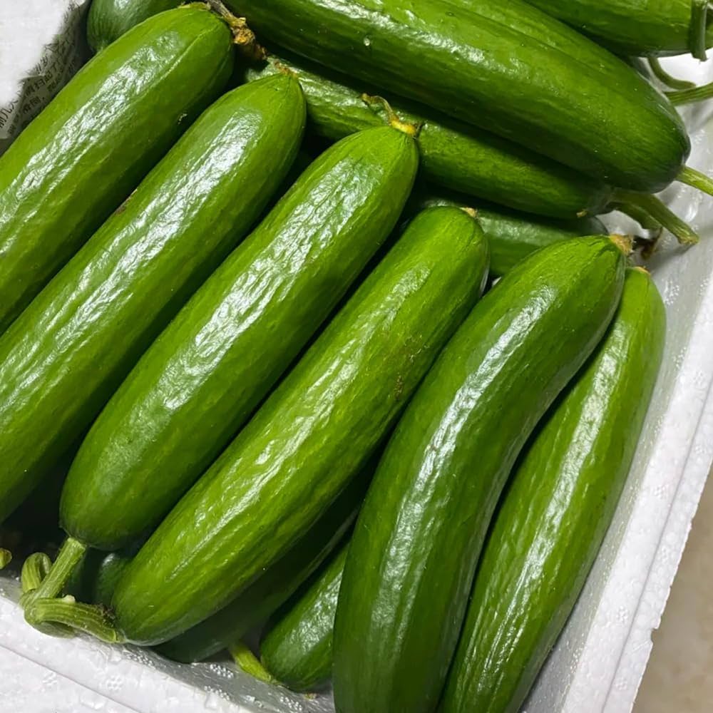 Everbearing Cucumber SMR58 Seeds for Continuous Harvesting in the Garden