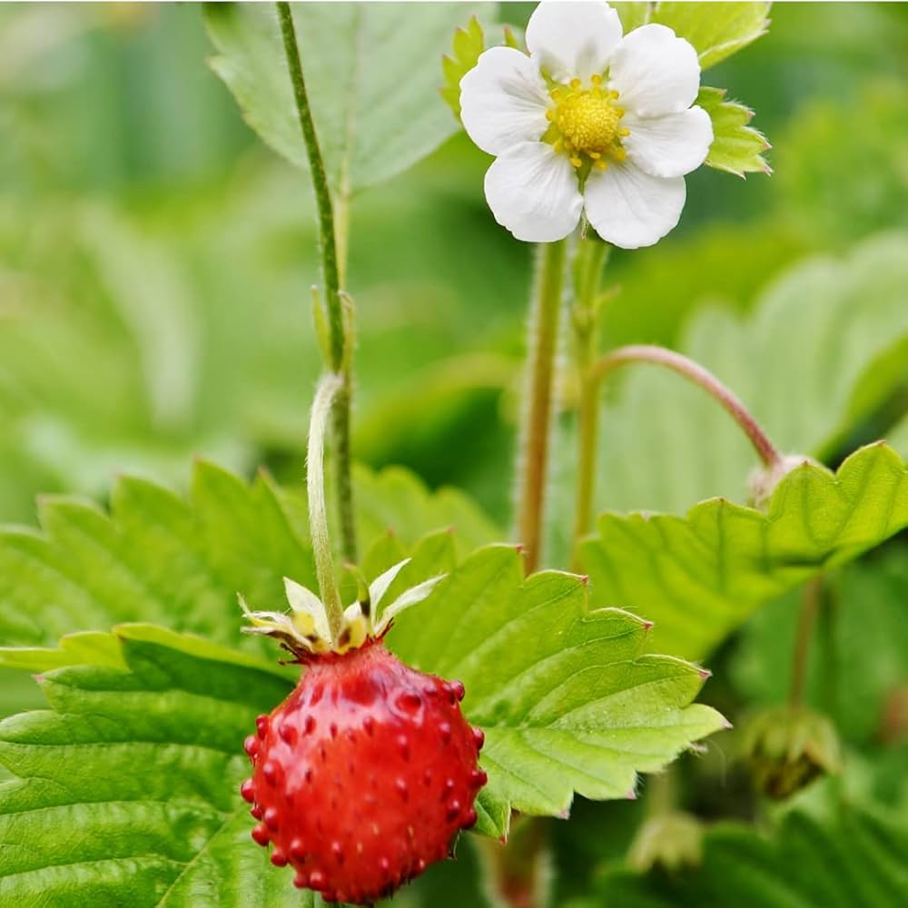 bio-alpine-strawberry-wild-sweet-red-berries-seeds

