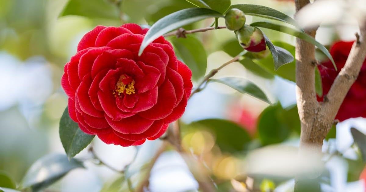 Camellia Japonica Seeds – Pieces, Real & Organic