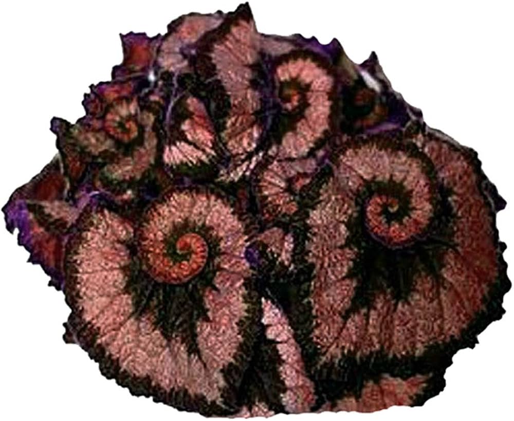 Begonia Flower Seeds,