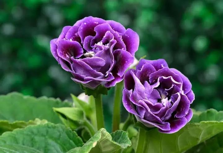 Gloxinia Flower Seeds Pink Purple for Planting - NON GMO Seeds Dhara Seeds