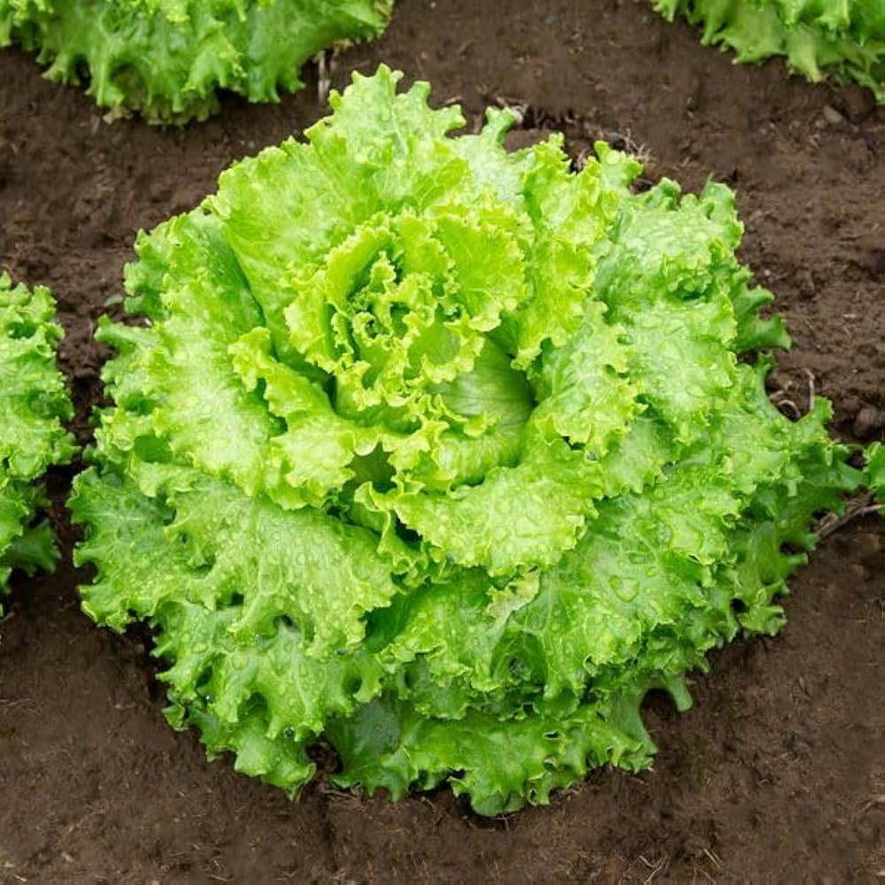 Organic garden salad vegetable mix for planting in home garden